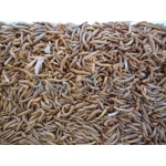 Ζωντανή Τροφή Για Πτηνά - Σκουληκια (Mealworms) - 500gr