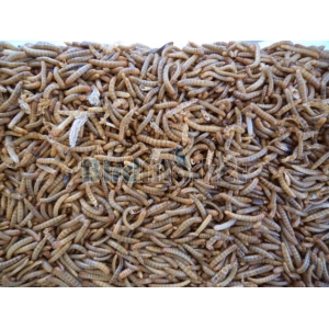 Ζωντανή Τροφή Για Πτηνά - Σκουλήκια (Mealworms) - 100gr