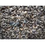 Ηλιόσπορος Ψιλός