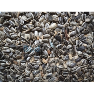 Ηλιόσπορος Ψιλός