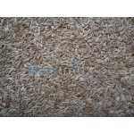 Μαρουλόσπορος 