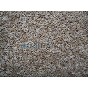 Μαρουλόσπορος 