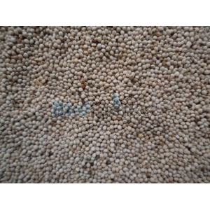 Περίλλα Λευκή 