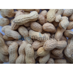 Φυστίκι Για Παπαγάλους