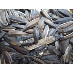 Ηλιόσπορος Χονδρός Για Παπαγάλους