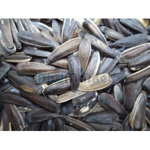 Ηλιόσπορος Χονδρός Για Παπαγάλους